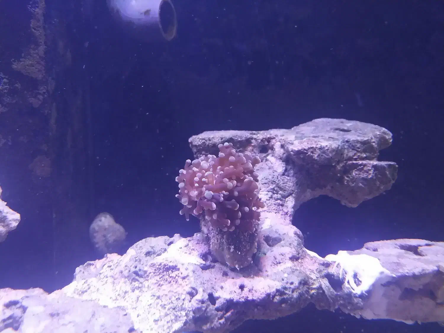 مرجان همر|ماهی|قم, مسجد امام حسن|دیوار