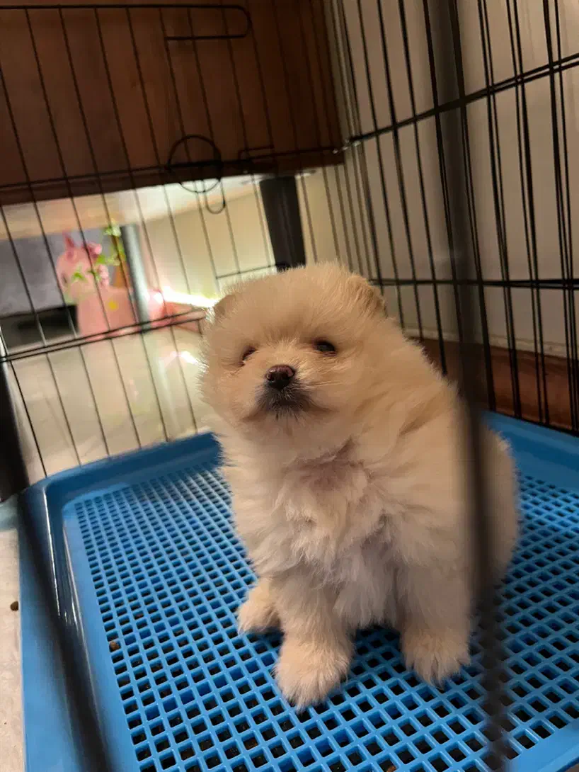 سگ پامر خرسی|سگ|کرج, مصباح|دیوار