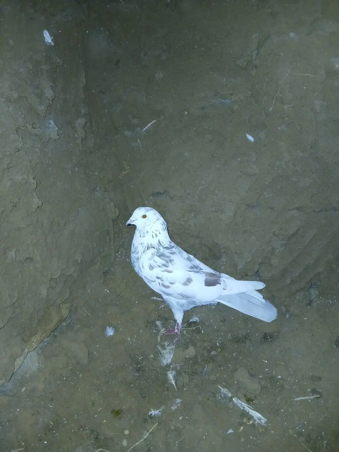 کبوتر|پرنده|بوئین زهرا, |دیوار