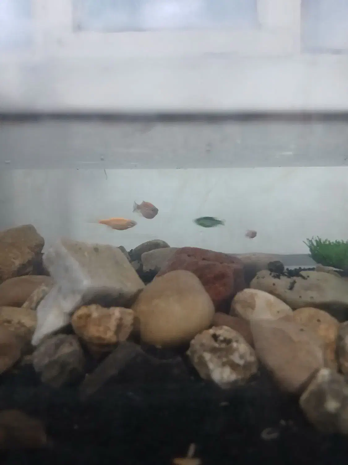 اکوایوم با ماهی|ماهی|خرم‌آباد, |دیوار