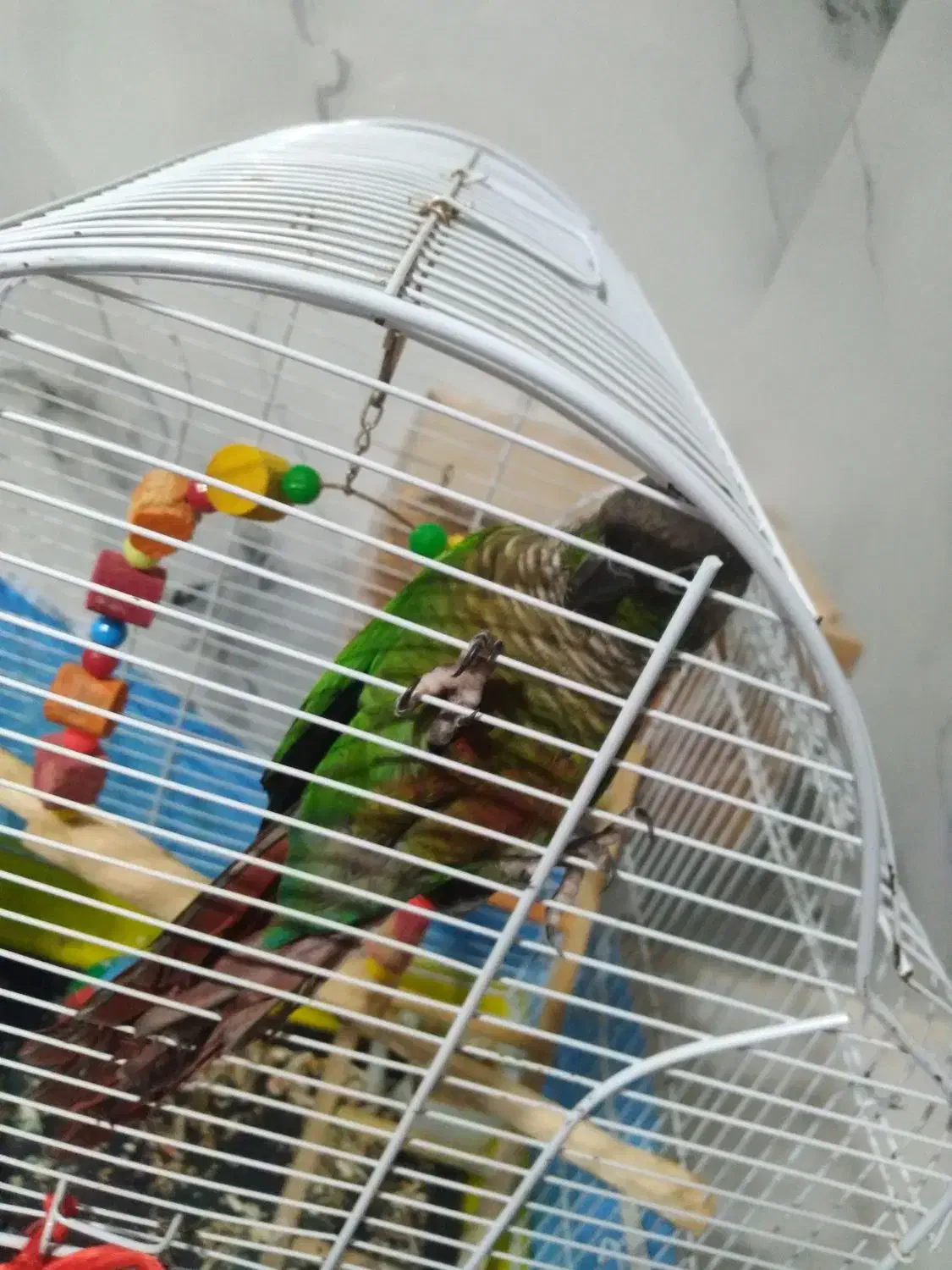 یک عدد گرینچیگ نر|پرنده|رضوانشهر, |دیوار