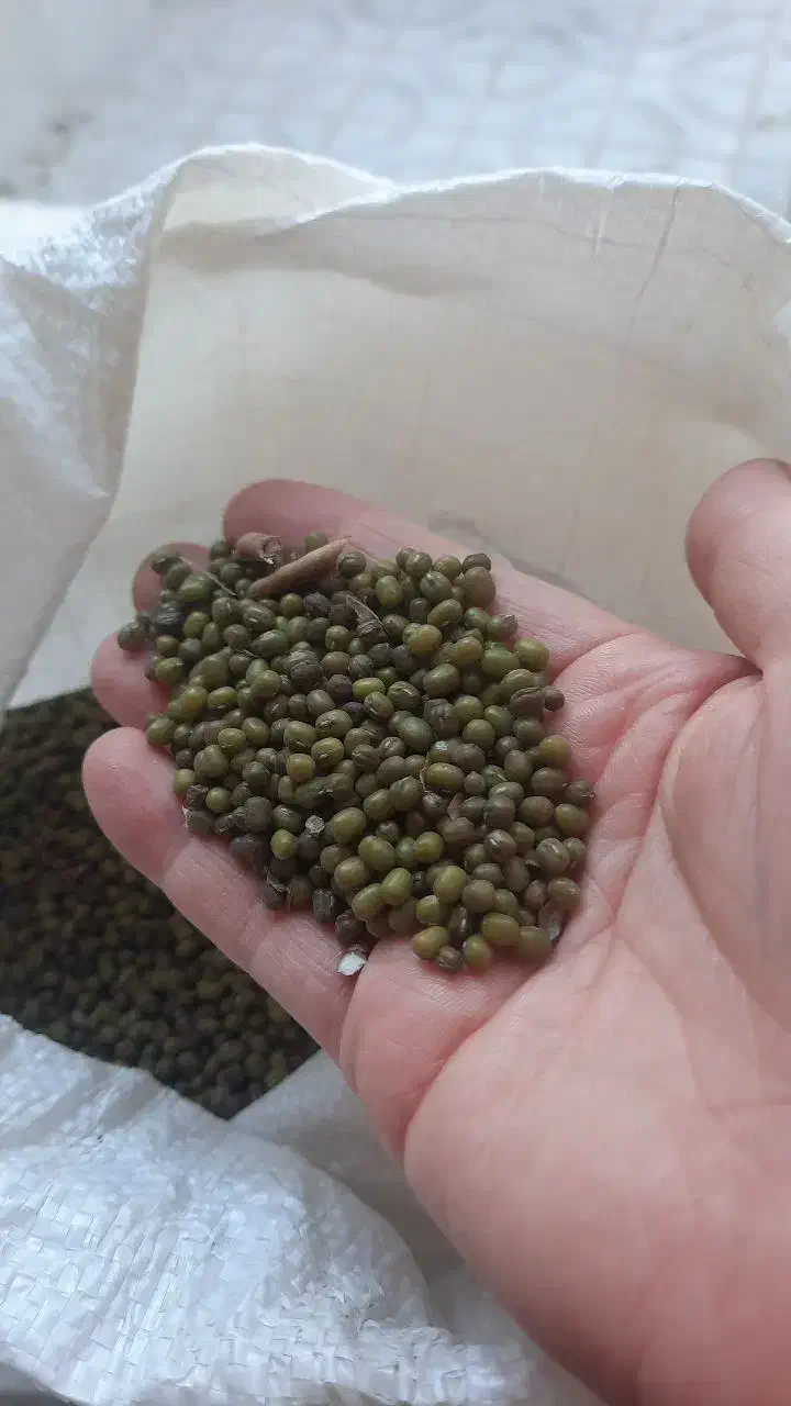 ماش تازه وآبی کیلویی۱۷۰تومن|خوردنی و آشامیدنی|سبزوار, هویزه|دیوار