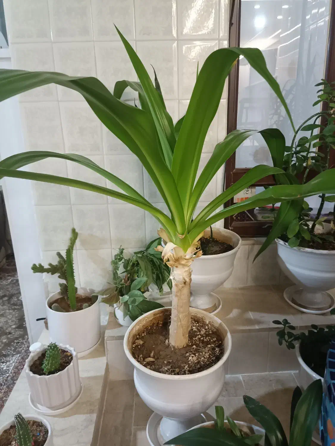 گل طبیعی|گل و گیاه طبیعی|آباده, |دیوار