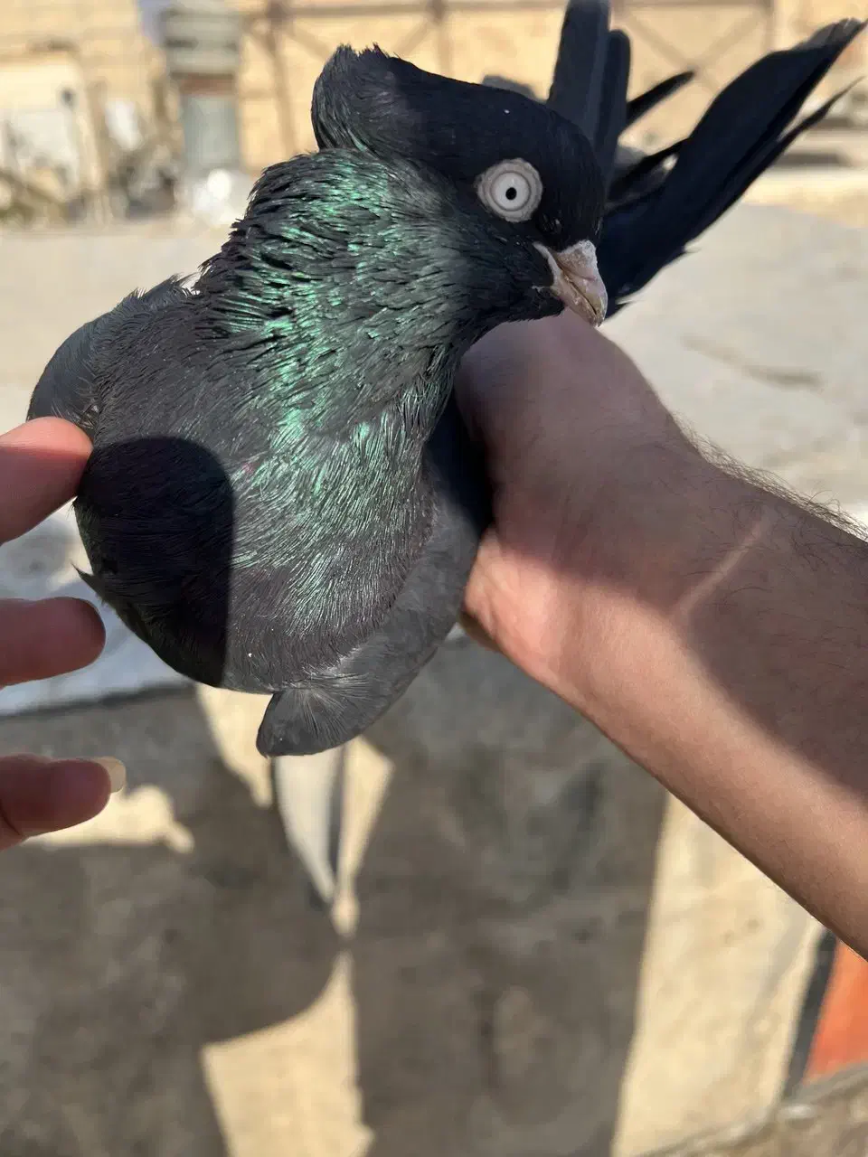 کفتر زاغ ابادانی|پرنده|کرج, حصارک پایین|دیوار