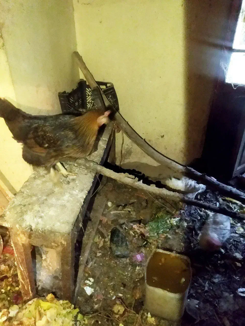 فروش مرغ محلی تخم زا قیمت توافقی|حیوانات مزرعه|بیرجند, |دیوار