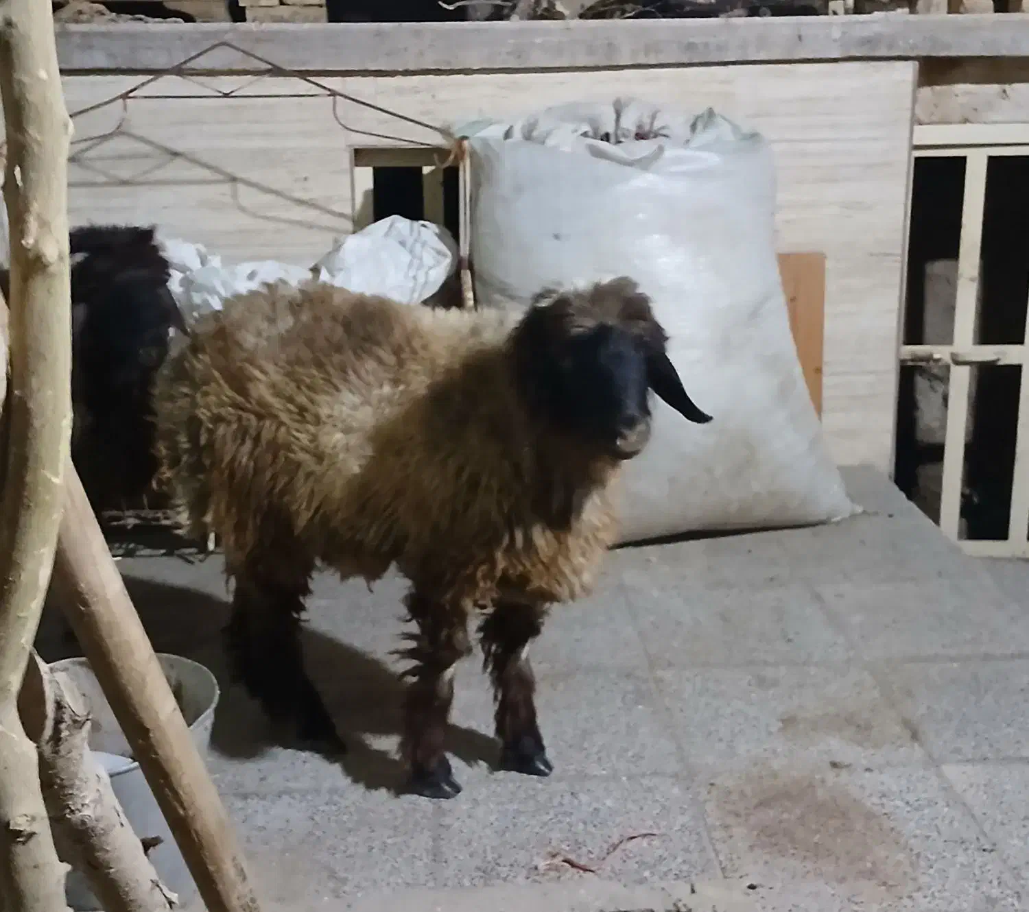 بره ترک فروشی|حیوانات مزرعه|یزد, |دیوار