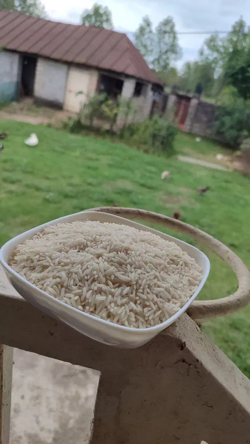 برنج درشت ،سرلاشه نیم دانه هاشمی سورتینگ شده|خوردنی و آشامیدنی|رشت, شهرک شهید رجایی|دیوار