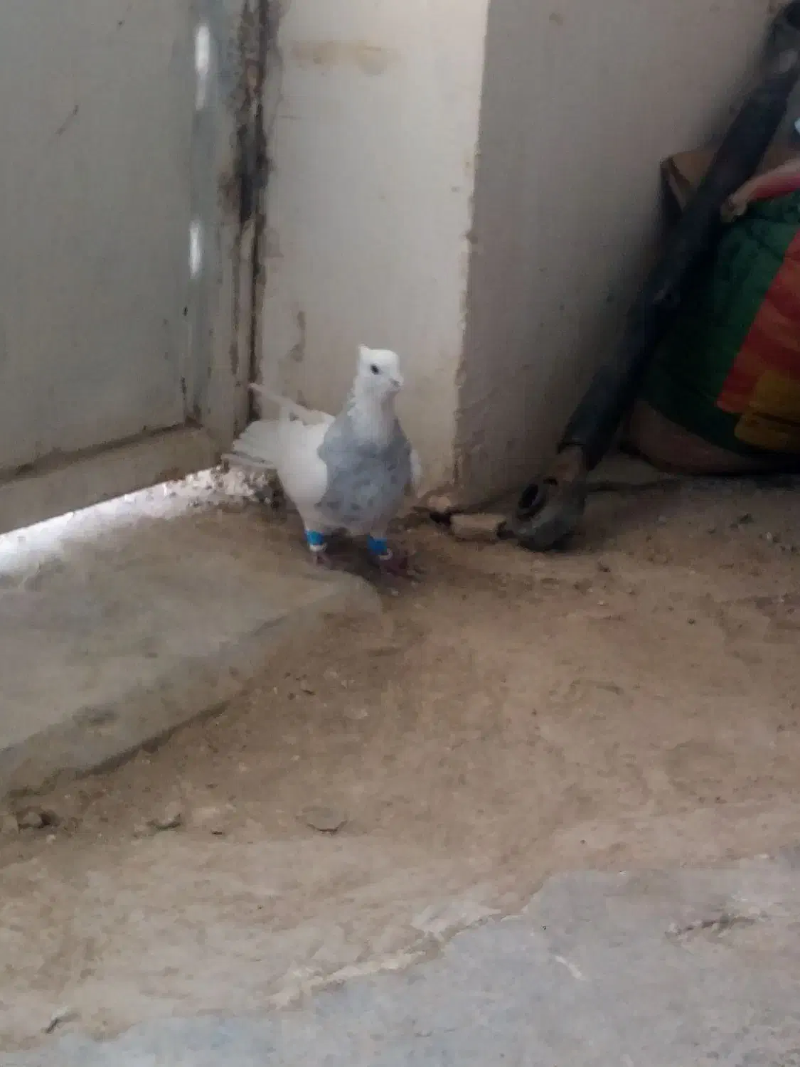 طوقی ابری نر|پرنده|محمدیه-قزوین, |دیوار