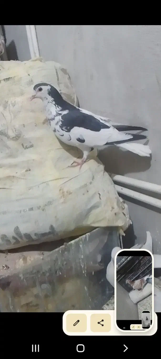 کفتر فروشی|پرنده|سرایان, |دیوار