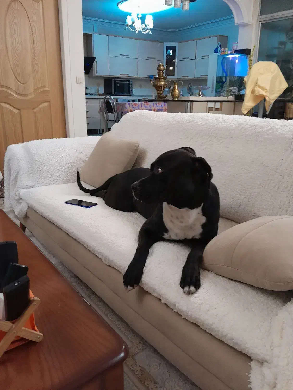 توله پیتبول|سگ|نوشهر, |دیوار