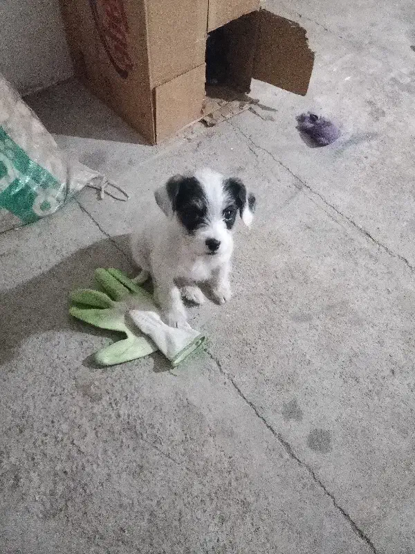 توله سک|سگ|خوی, |دیوار