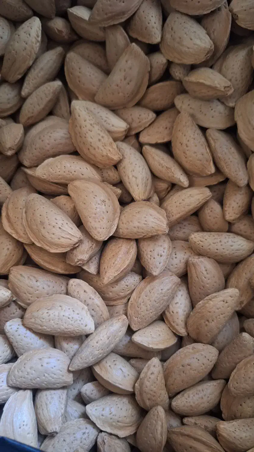 گردو درجه یک ۵۰۰ بادام مامایی صادراتی ۶۰۰|خوردنی و آشامیدنی|بروجن, |دیوار