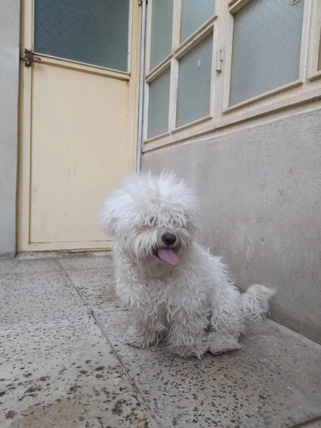 سگ پا کوتاه|سگ|اقبالیه, |دیوار