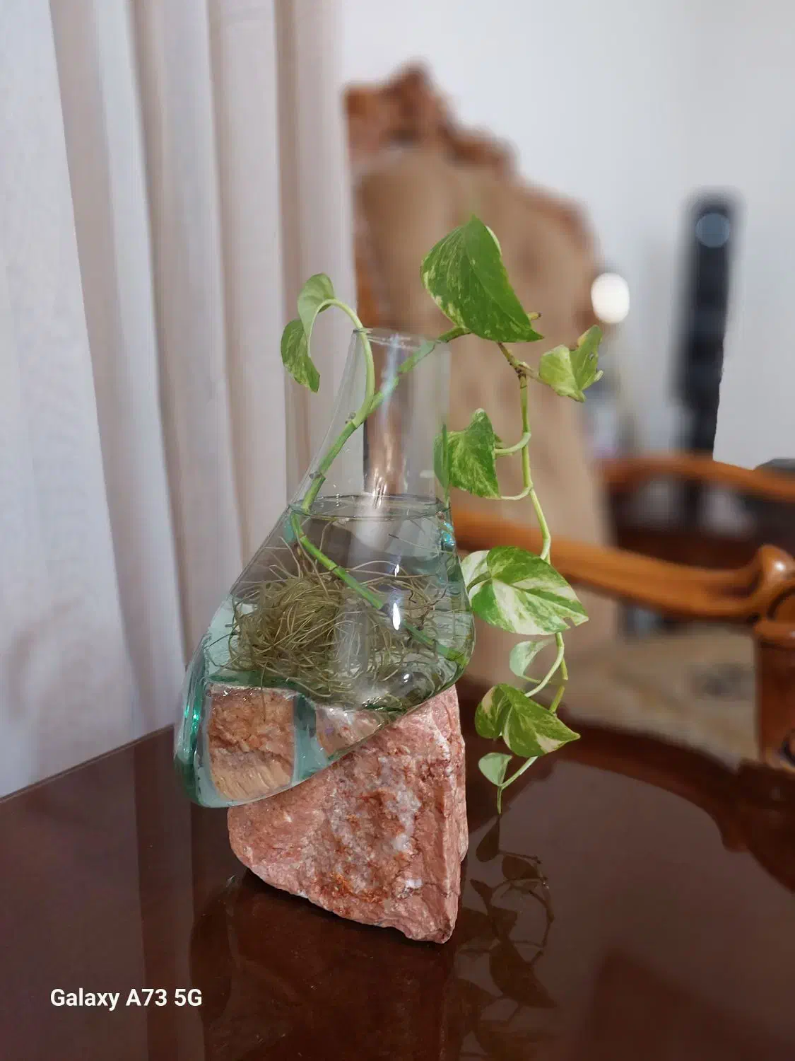 پیچک تزئینی|گل و گیاه طبیعی|اهواز, کیان اباد|دیوار