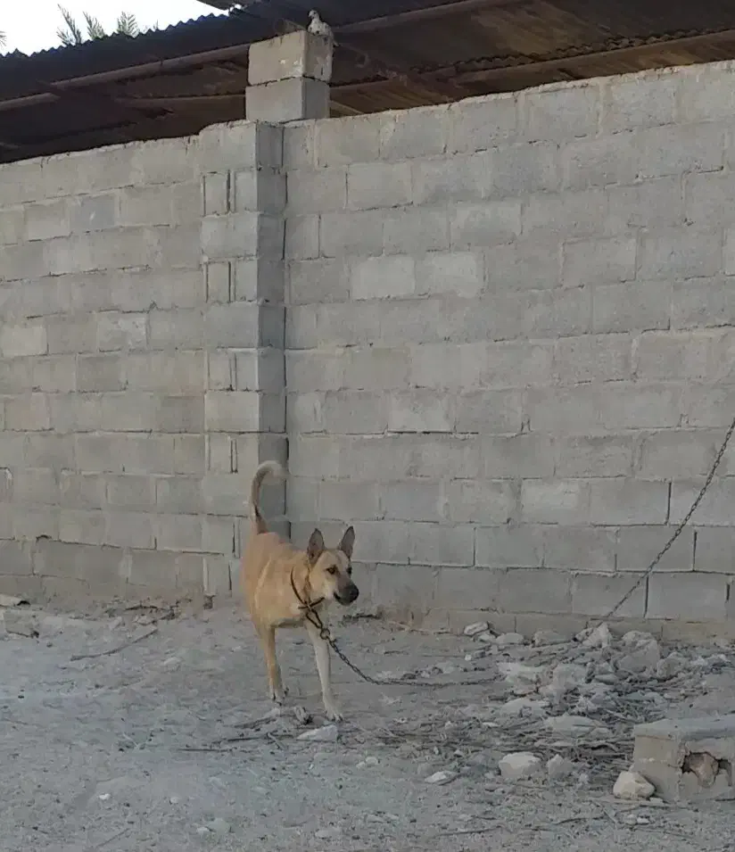 مالینویز|سگ|جهرم, |دیوار