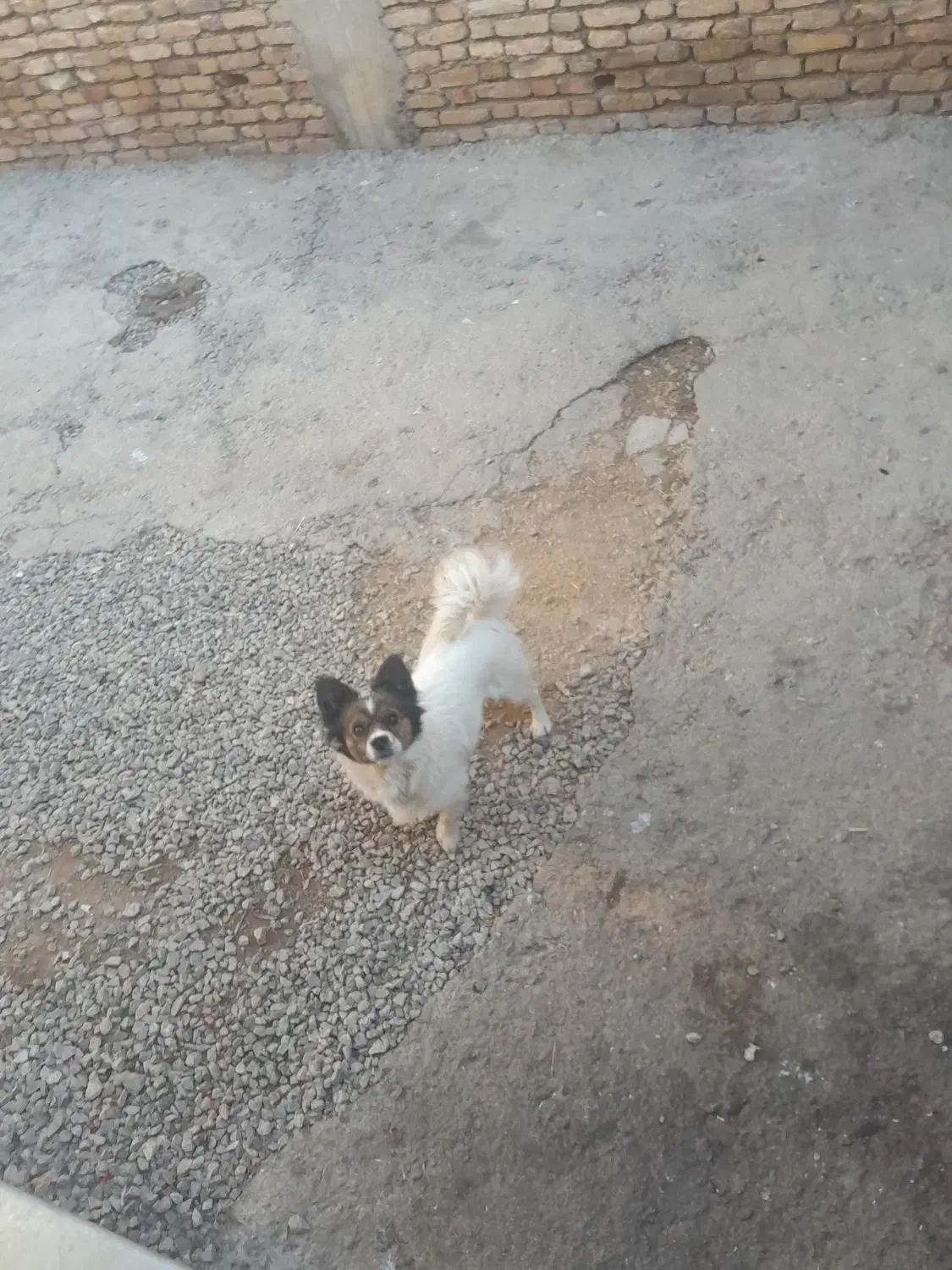 ژرمن و پاکوتاه|سگ|شهرکرد, |دیوار