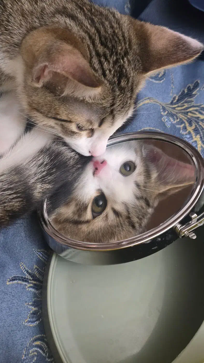 واگذاری گربه|گربه|تهران, شهران شمالی|دیوار