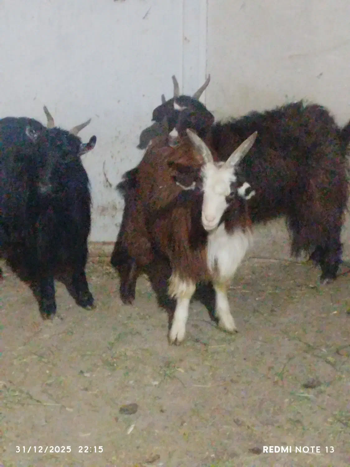 ۳راس بزغاله|حیوانات مزرعه|لنجان, |دیوار