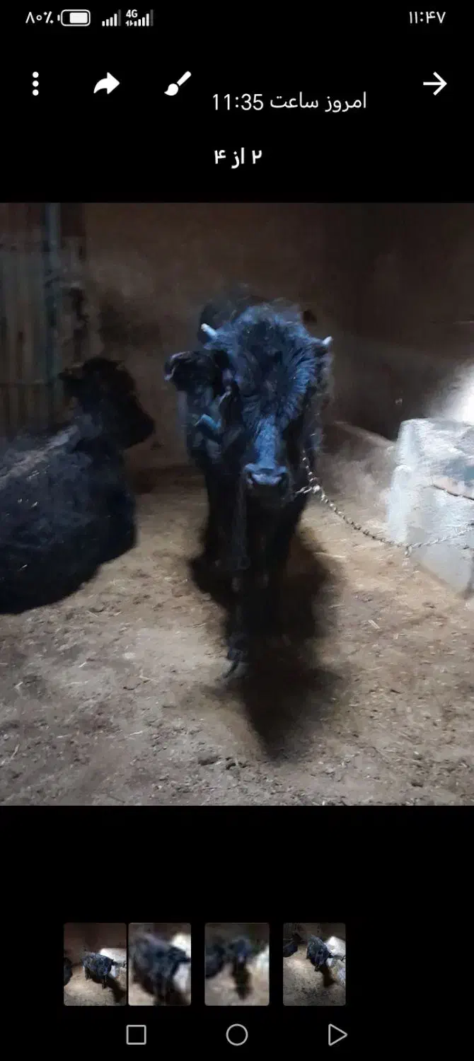 گوساله|حیوانات مزرعه|صوفیان, |دیوار