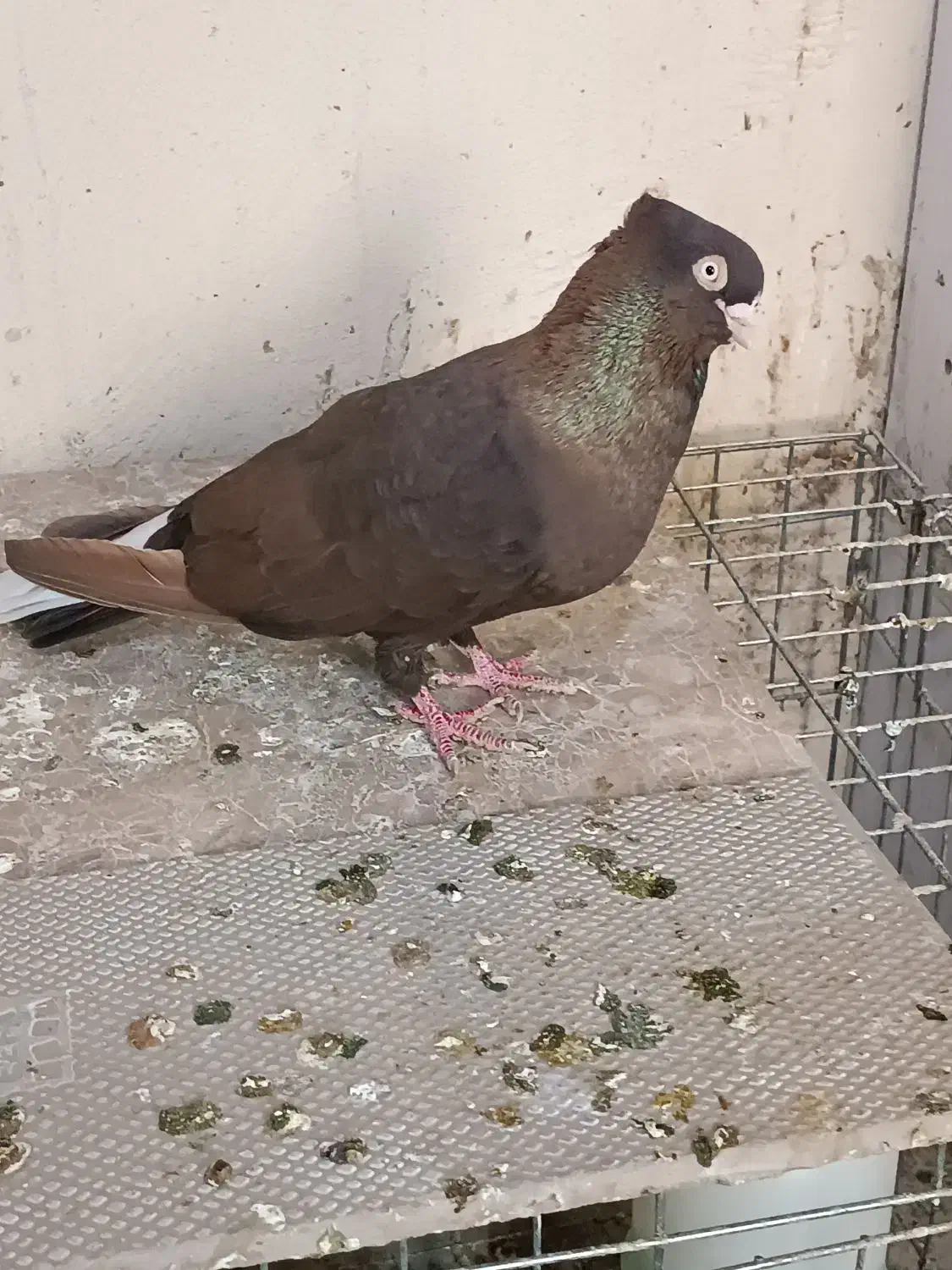 صرب و سوسنی|پرنده|مسجد سلیمان, |دیوار