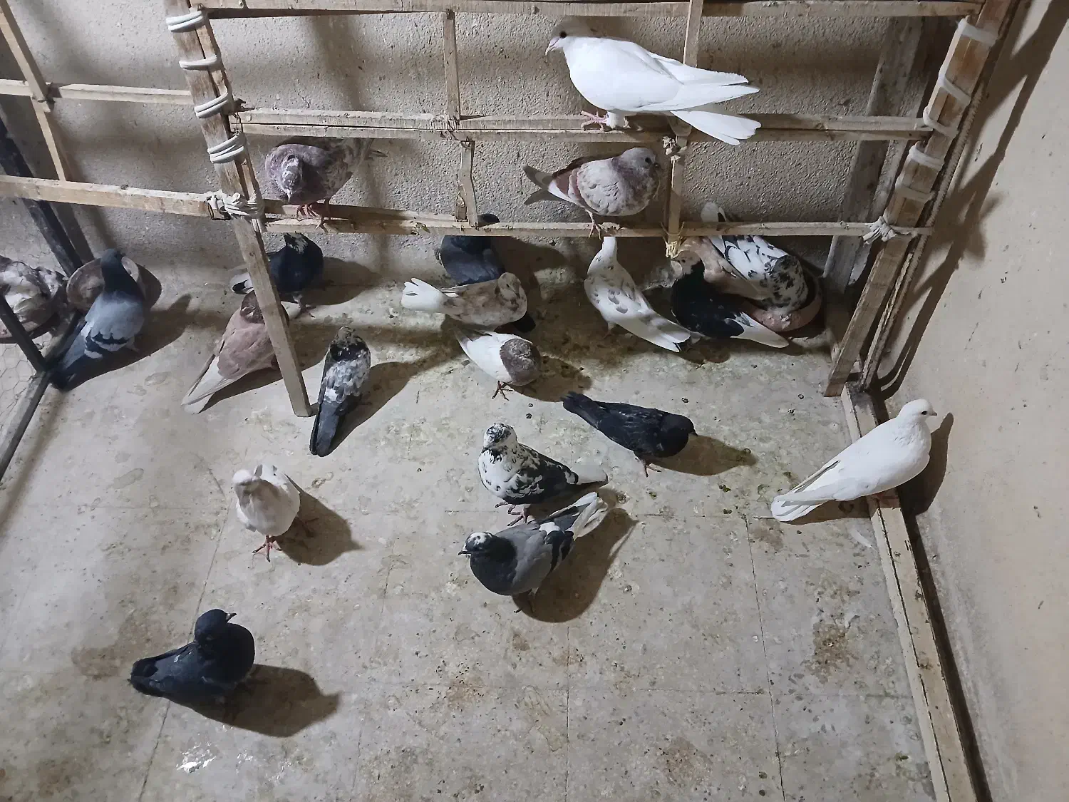 کبوتر|پرنده|تهران, جیحون|دیوار