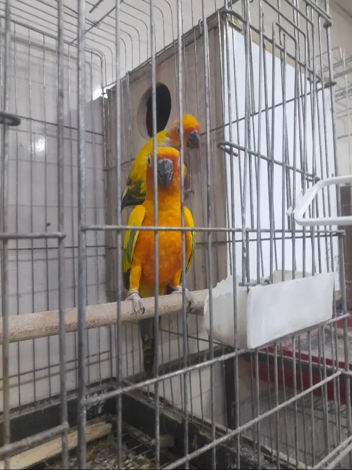 جفت طوطی خورشیدی سان کانور|پرنده|اهواز, کیانپارس |دیوار