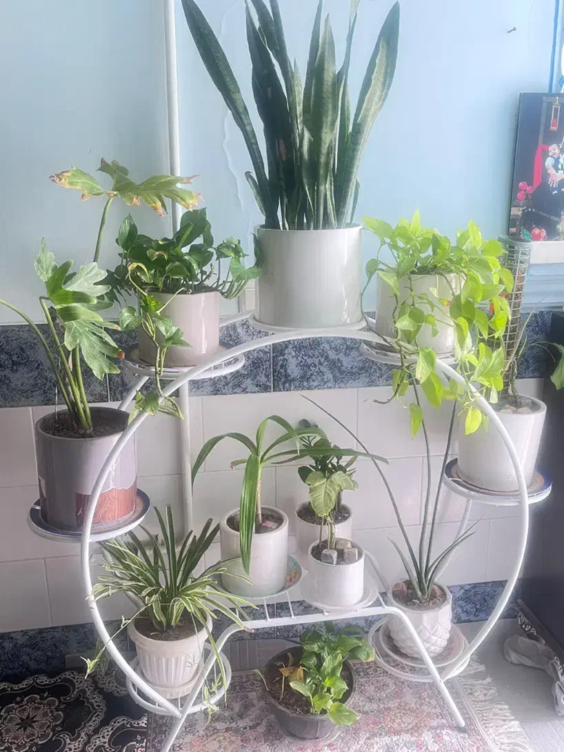 گل آپارتمانی|گل و گیاه طبیعی|سیرجان, |دیوار