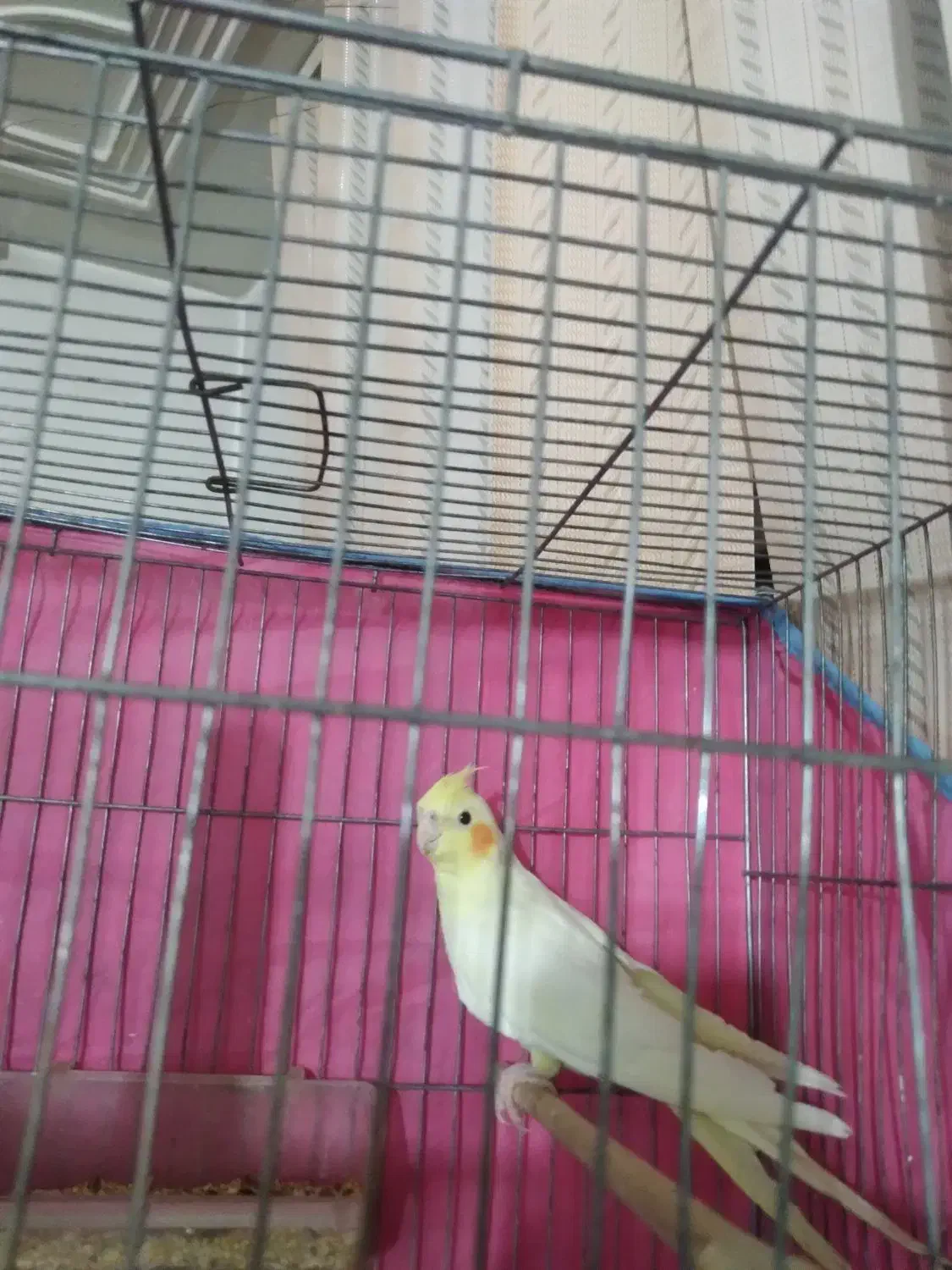 عروس هلندی نرو ماده شیش ماه قناری سهر|پرنده|قم, ولیعصر|دیوار