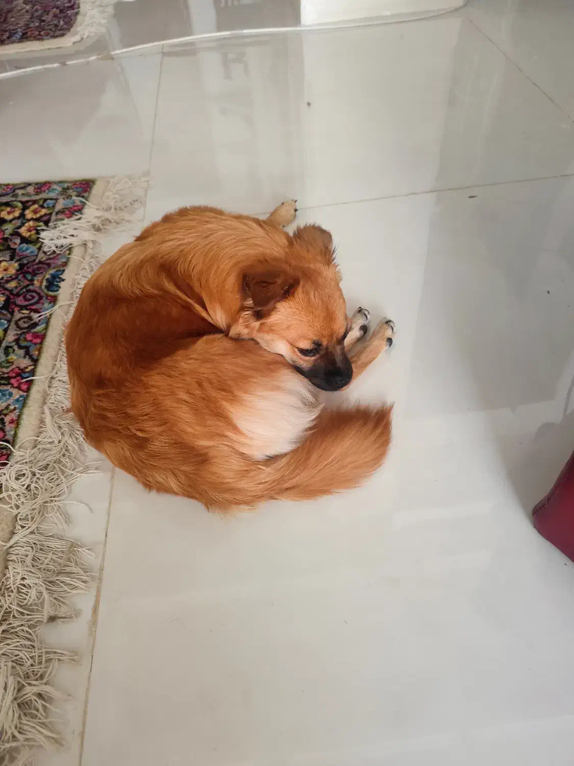 سگ اشپیتز و پامر|سگ|کرمان, |دیوار