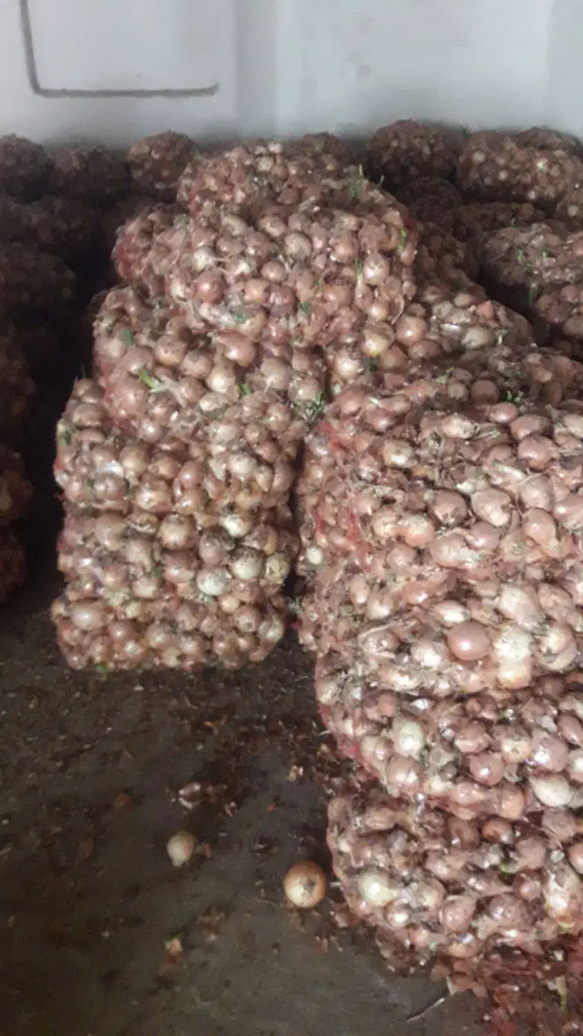 صد تن پیاز زرد شش ماهه فروشی|خوردنی و آشامیدنی|سیلاخور, |دیوار