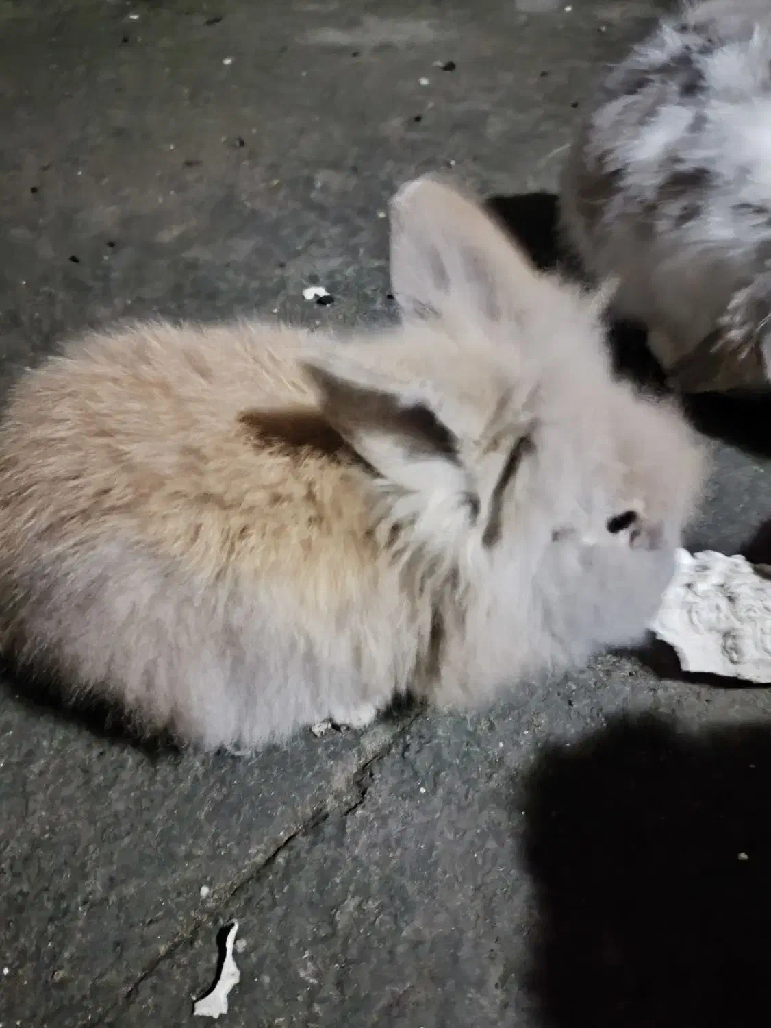 بچه خرگوش 35روزو 45روز|موش و خرگوش|رشت, یخسازی|دیوار