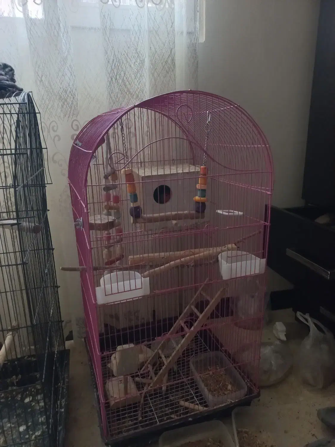 طوطی برزیلی|پرنده|پردیس, فاز ۳|دیوار