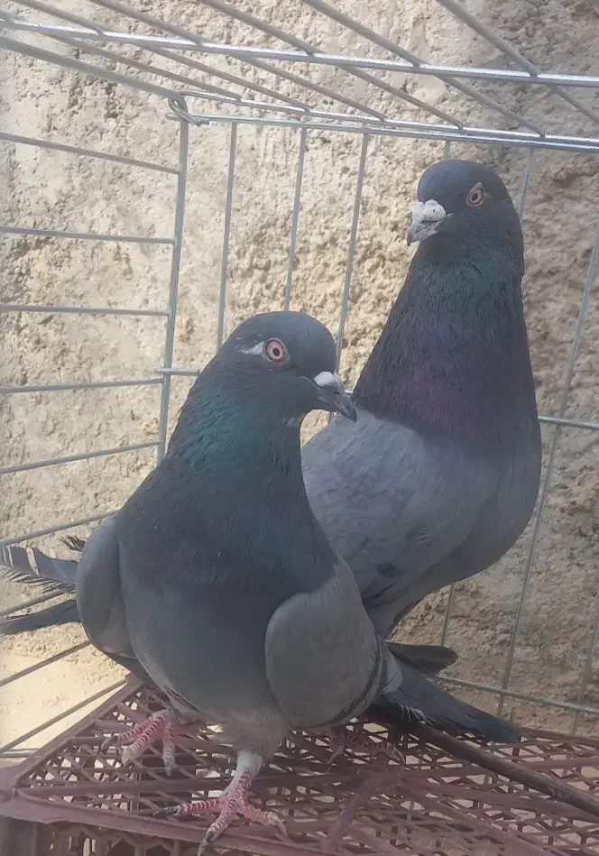 کبوتر|پرنده|زارچ, |دیوار