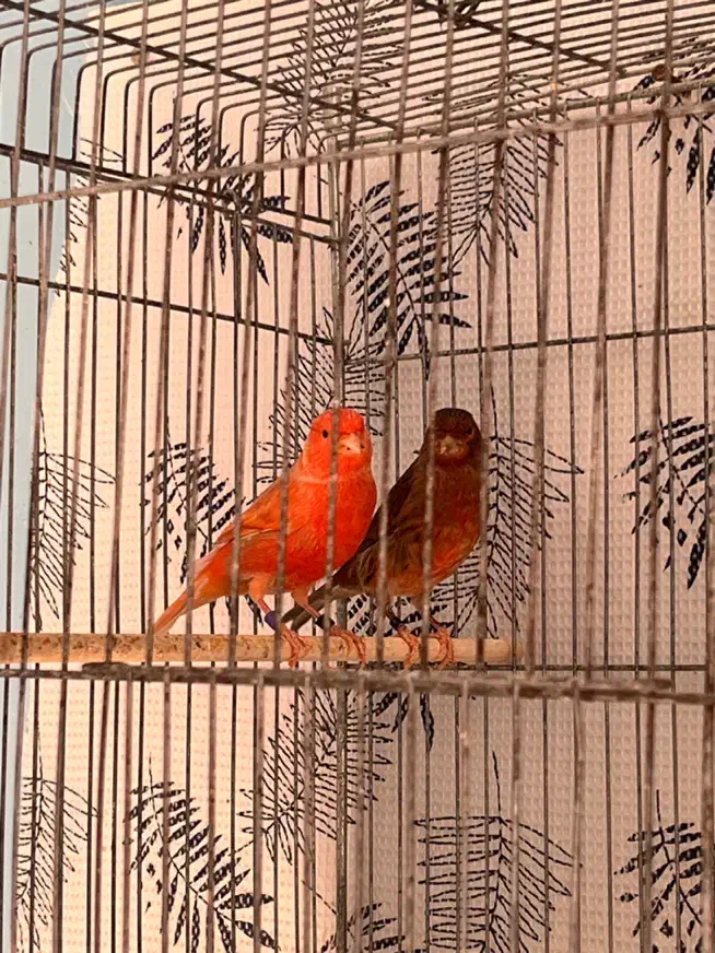 قناری دارچینی و ایزابل اورجینال|پرنده|بجنورد, |دیوار