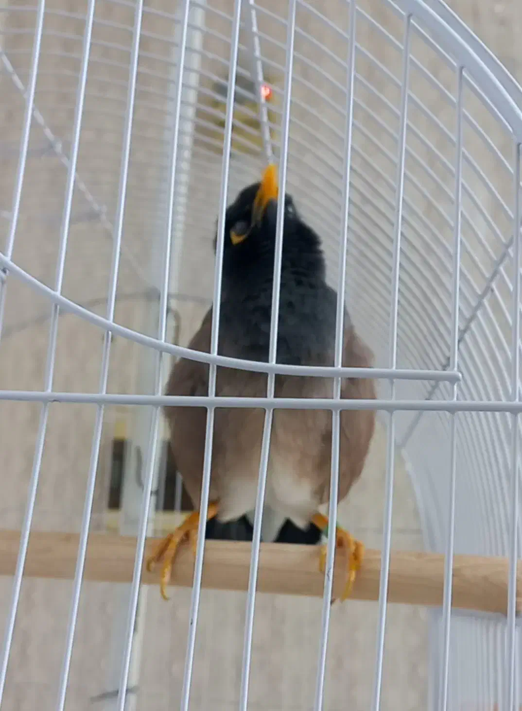 مینا سخنگو|پرنده|چهاردانگه (تهران), |دیوار