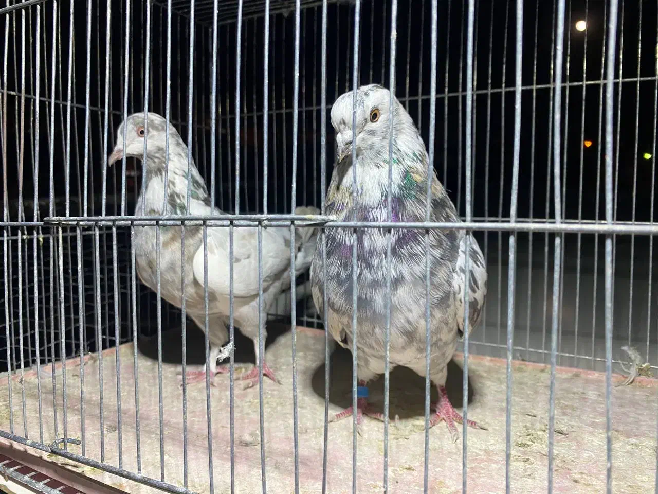 کبوتر|پرنده|قیدار, |دیوار