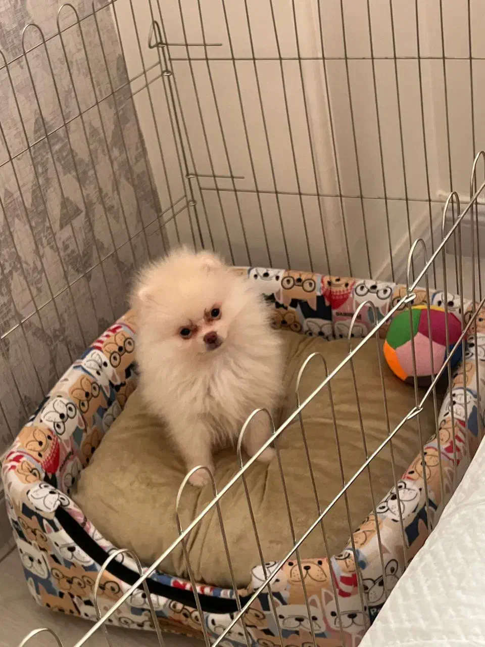 سگ پامر|سگ|تهران, استاد معین|دیوار