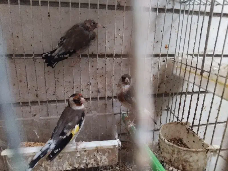 مرغ عشق و سهره|پرنده|اصفهان, قلعه طبره|دیوار