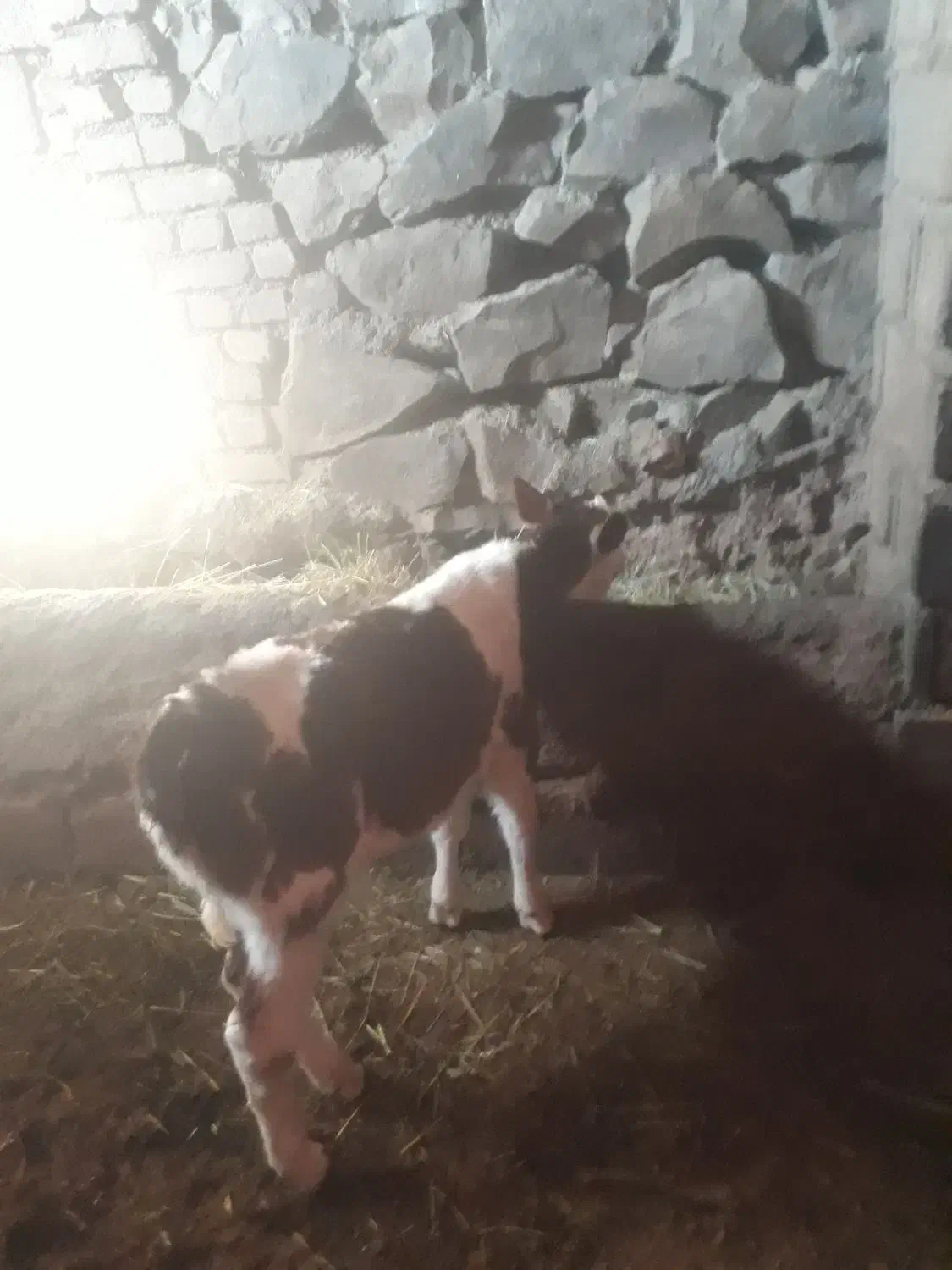 ماده سیمنتال|حیوانات مزرعه|سنقر, |دیوار