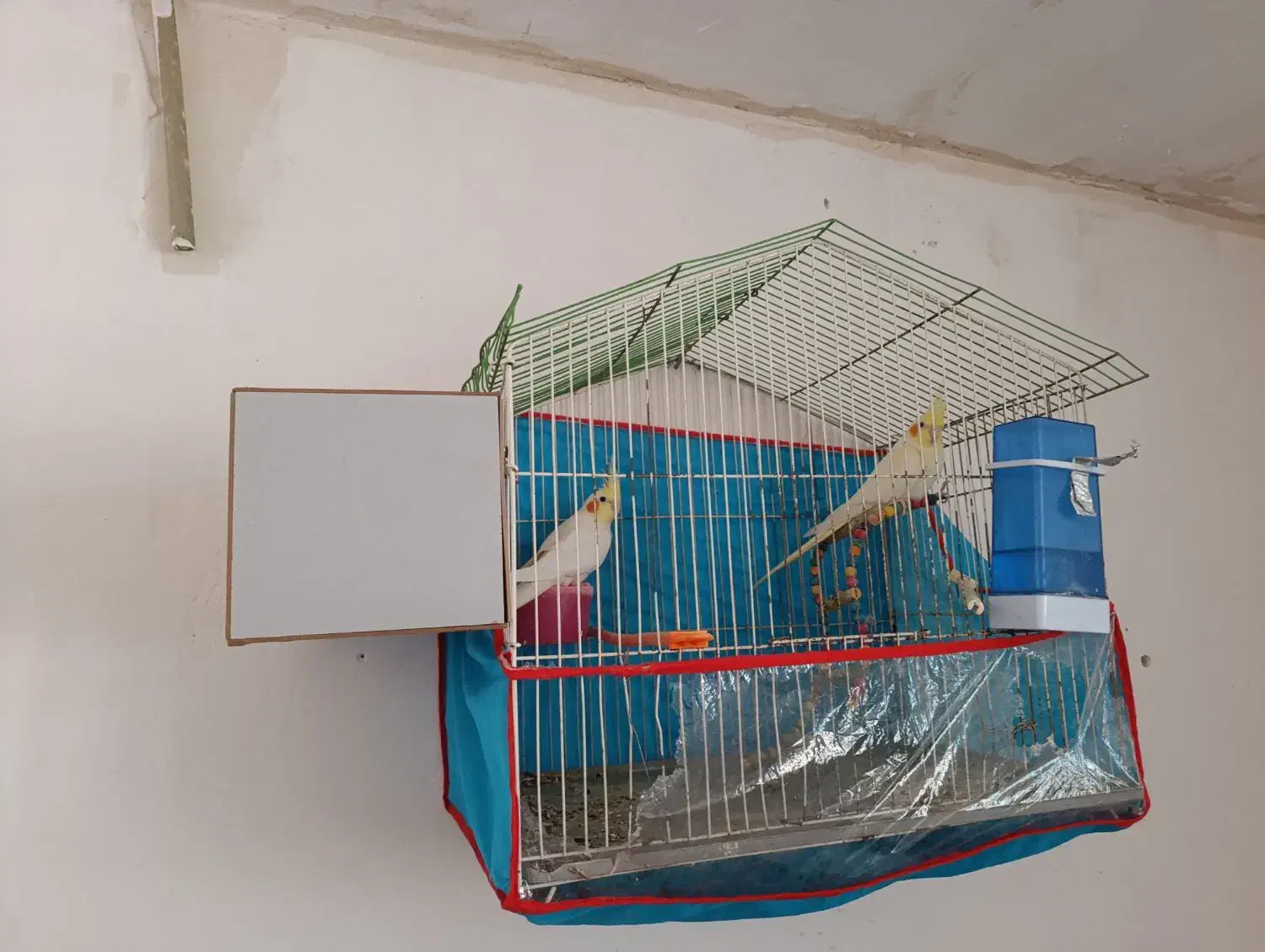 عروس هلندی|پرنده|تایباد, |دیوار