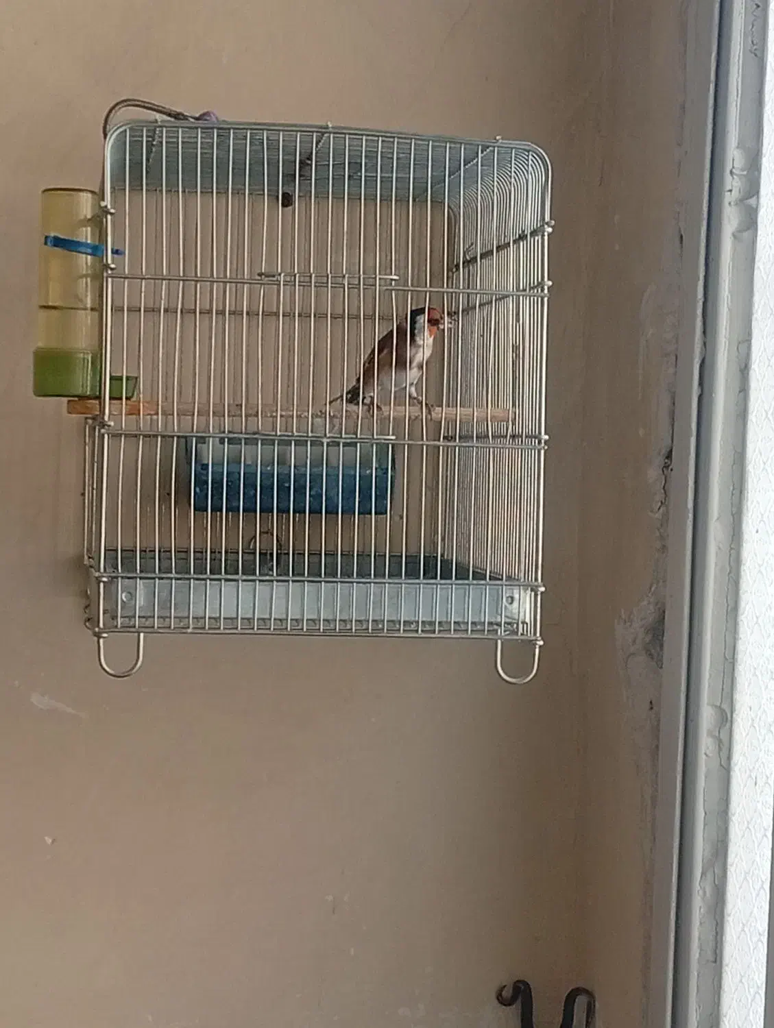 سهره و سهره قناری|پرنده|ملایر, |دیوار