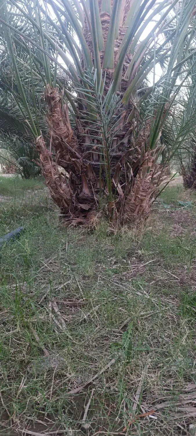 فروش پاجوش خرما (فسیل) کلوته|گل و گیاه طبیعی|بلوک, |دیوار