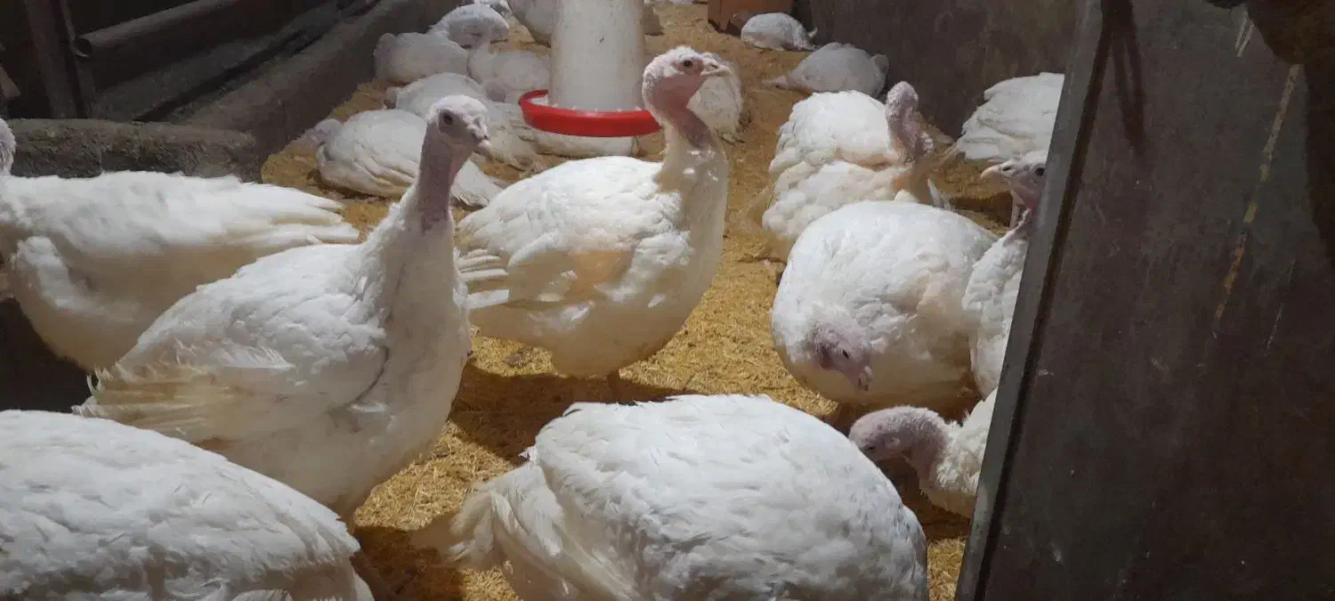 فروش بوقلمون پرواری بیوتید|حیوانات مزرعه|تفرش, |دیوار