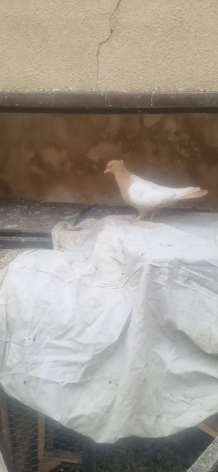 دسته کفتر همه سینه و طوقی|پرنده|شیراز, گلکوب|دیوار