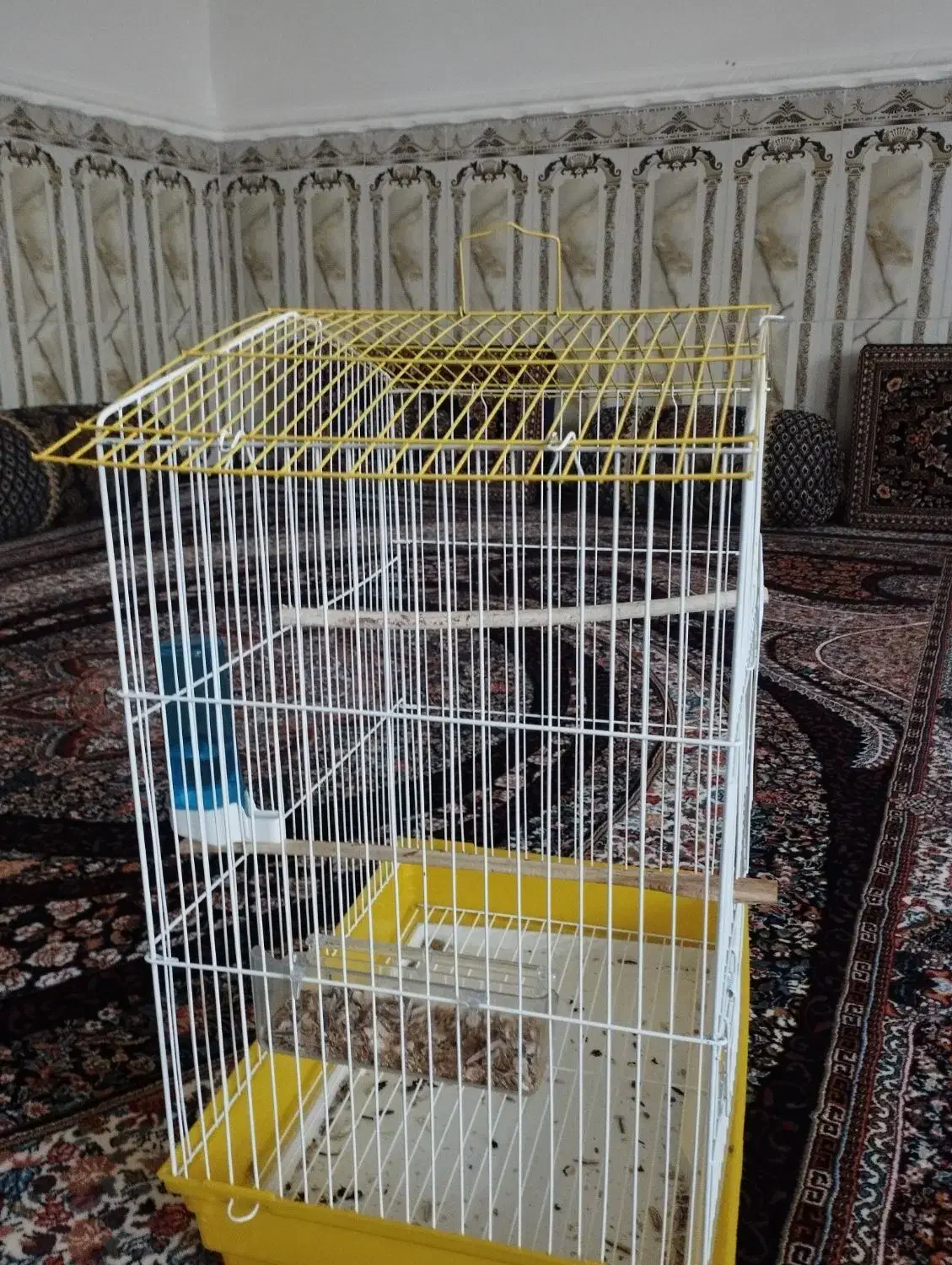 عروس هلندی|پرنده|سراوان, |دیوار