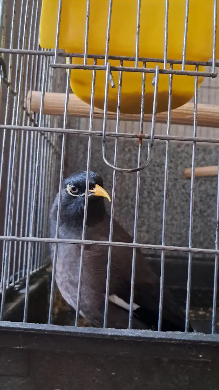 مرغ مینا|پرنده|خرمدره, |دیوار