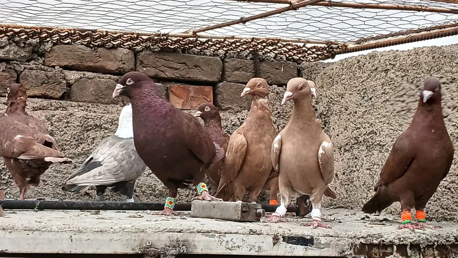 کبوتر رنگی دمسفید|پرنده|قزوین, |دیوار