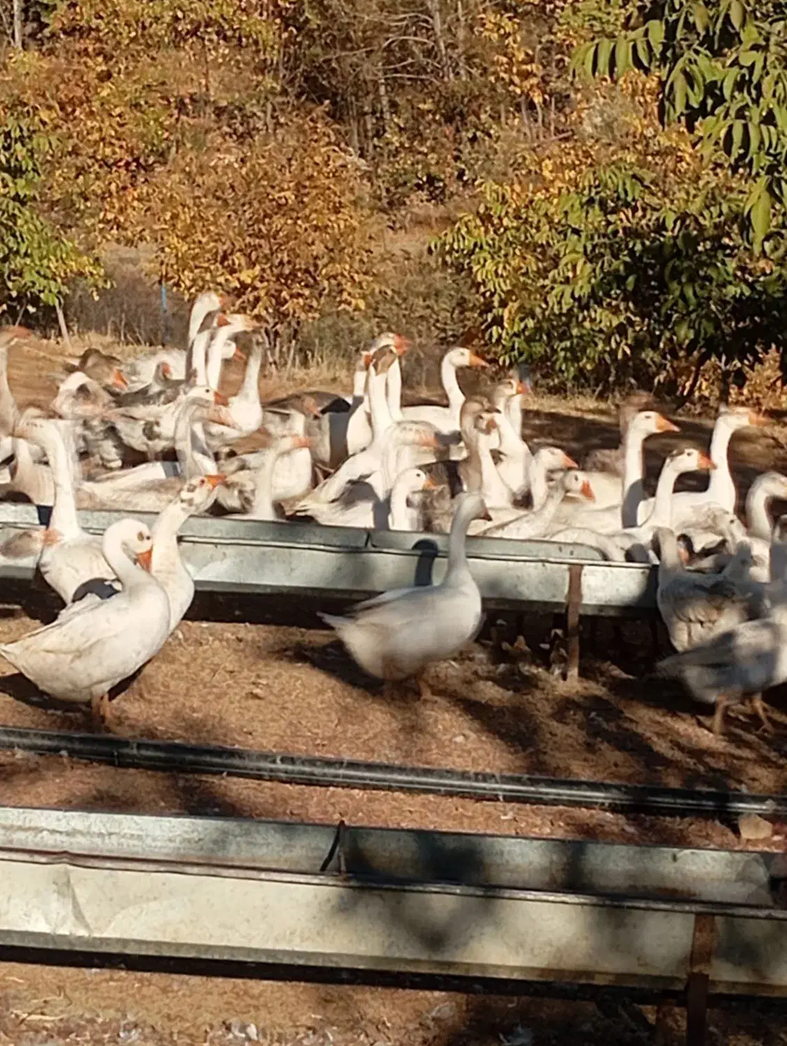 فروش غاز بالغ محلی تعداد بالا|حیوانات مزرعه|ننور, |دیوار