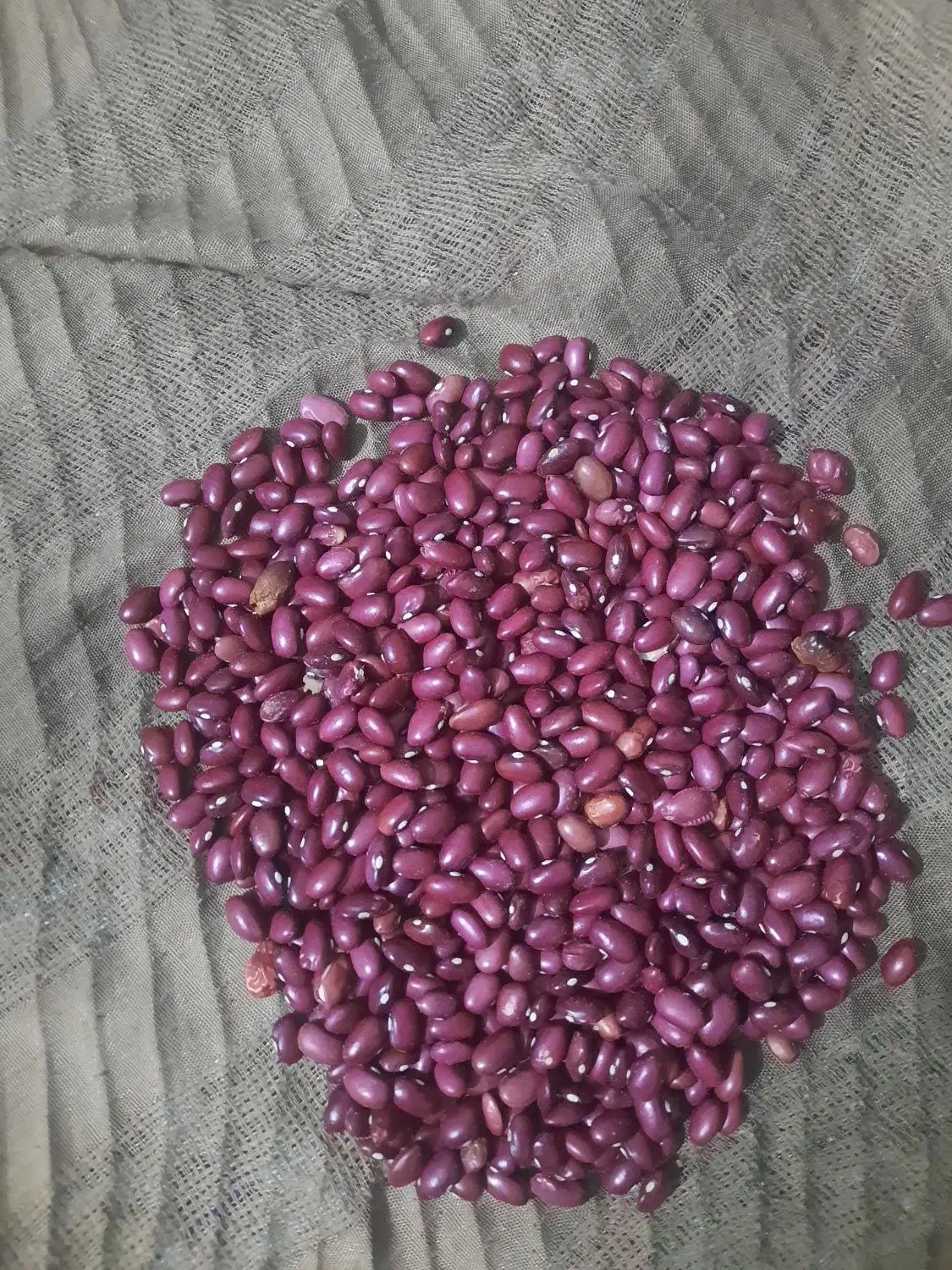 لوبیا قرمز|خوردنی و آشامیدنی|درودزن, |دیوار