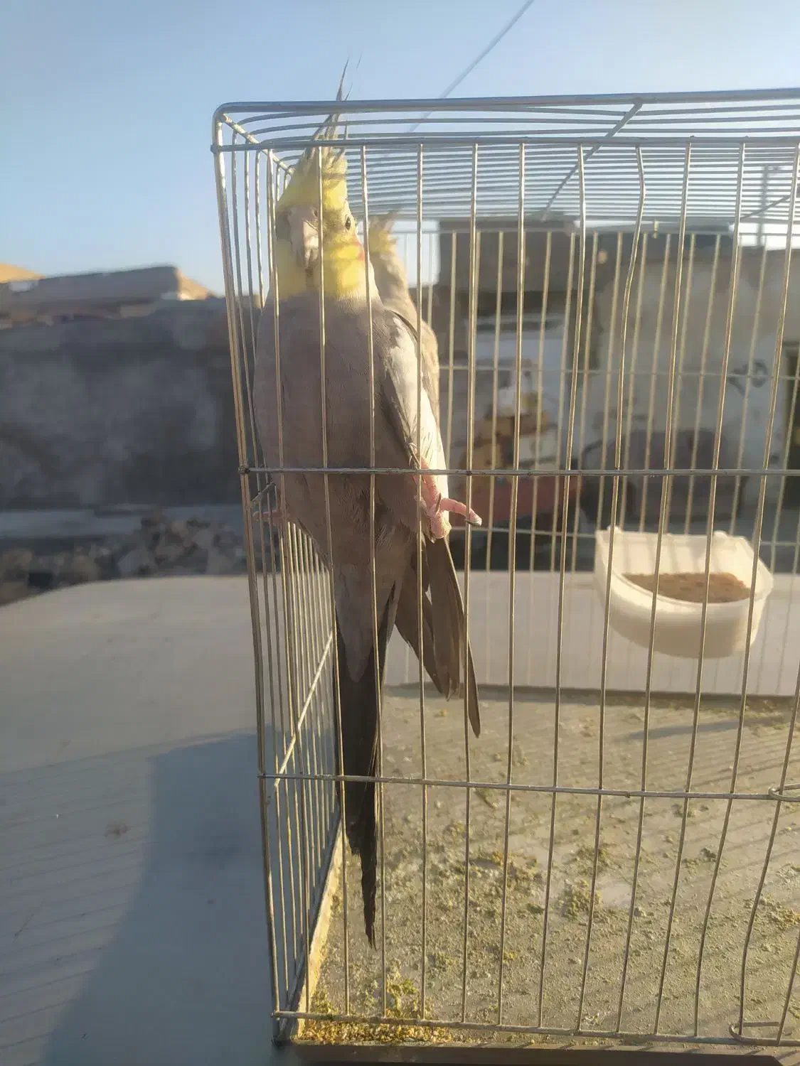 جفت عروس پاریس|پرنده|اهواز, کوی آغاجاری|دیوار